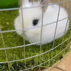 ارانب قزميه