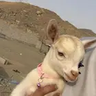 جفرات ماعز قزم