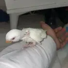 طير روز فرخ