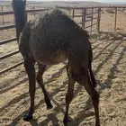 للبيع بكريتن على حليب أمهاتها سومها تفريد6650