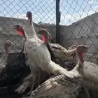 ديك رومي