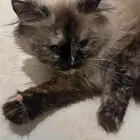 قطط جميله ومتدربه على الانش بوكس ومطيعه