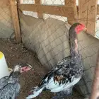 للبيع ديك باكستانية العدد تسع