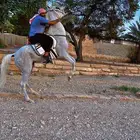 حصان واهو