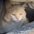 قط مفقود حصلته بالصالحيه وخليته في مكانه