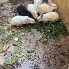 ارانب فرنسية