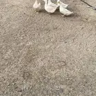 بط منتج للبيع