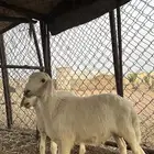 خرفان للبيع