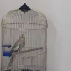 بغبغاغ الكروان