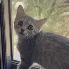 قطط تبني