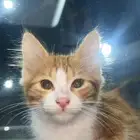 بسه للبيع العمر شهرين ألنوع ذكر المطلوب 400 الباحه