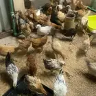 دجاج بلدي