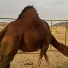 بكره ساحليه ثنيه حمرا دهماا ) تم البيع