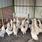 دجاج فيومي المنيوم