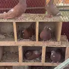 حمام مصري سوبر