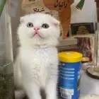 قط ذكر كيتن سكوتش