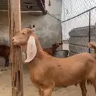 تيس مشروح فحل