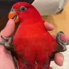 لوري