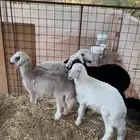 السلام عليكم ورحمة الله وبركاته للبيع طليان العدد 4