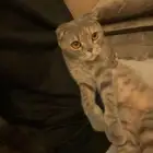 بسه للبيع اليفه