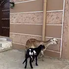 شاه سواكني والد