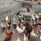 دجاج بلدي للبيع العمر 8اشهور