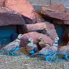 قطاء عراقي