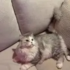 قطط تبني