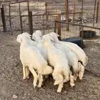 طليان حريات وسط طيبه
