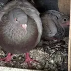 حمام لاحم سلفر