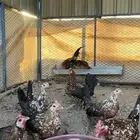 دجاج اصيل فري ماكنتوش