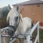 حصان شعبي
