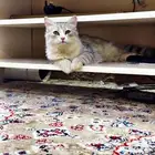 قطه للتبني