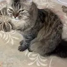 قطوه