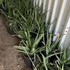 صبار