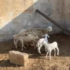 ضأن امهات ولد 3 تحتها 3