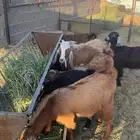 تيوس وجفار