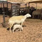 حرية والد وداغور