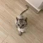 قط للتبني مع اغراضه