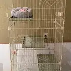 قفص قطط مع اغراضه