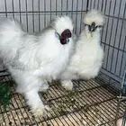 دجاج قطني لون ابيض