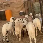 طليان حريه