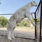 تربة البقوم