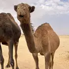 ماشاءالله للبيع بكرا صفرا من جمل طيب