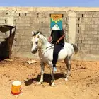 حصان شعبي وابوه واهو
