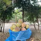 حماط على كيف كيفك موية بير