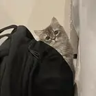 قط ذكر للتبني