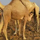 قعدان فل شحم