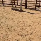 بكره مفروده طيبه