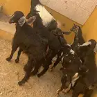 تيوس